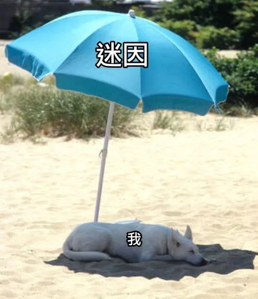 每日meme
