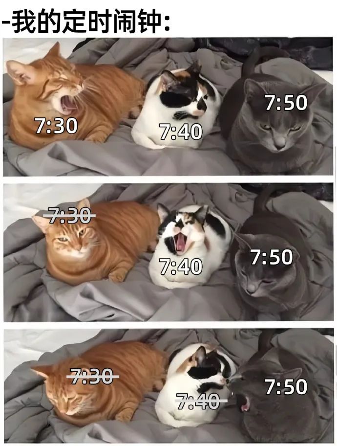 每日meme