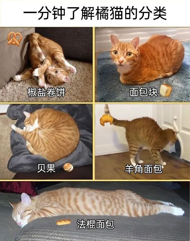 每日meme