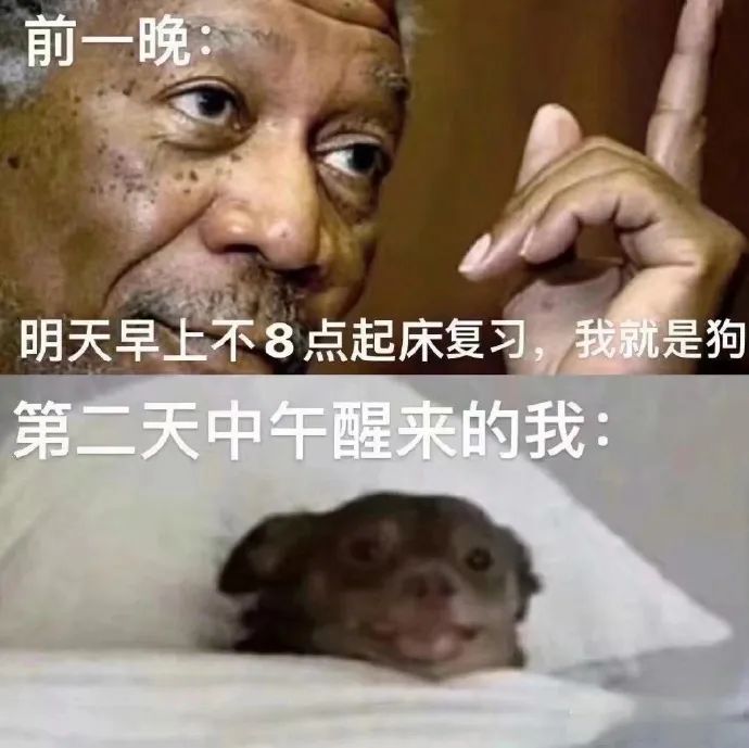 每日meme