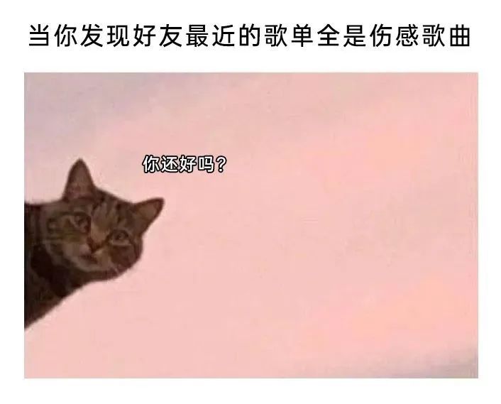 每日meme