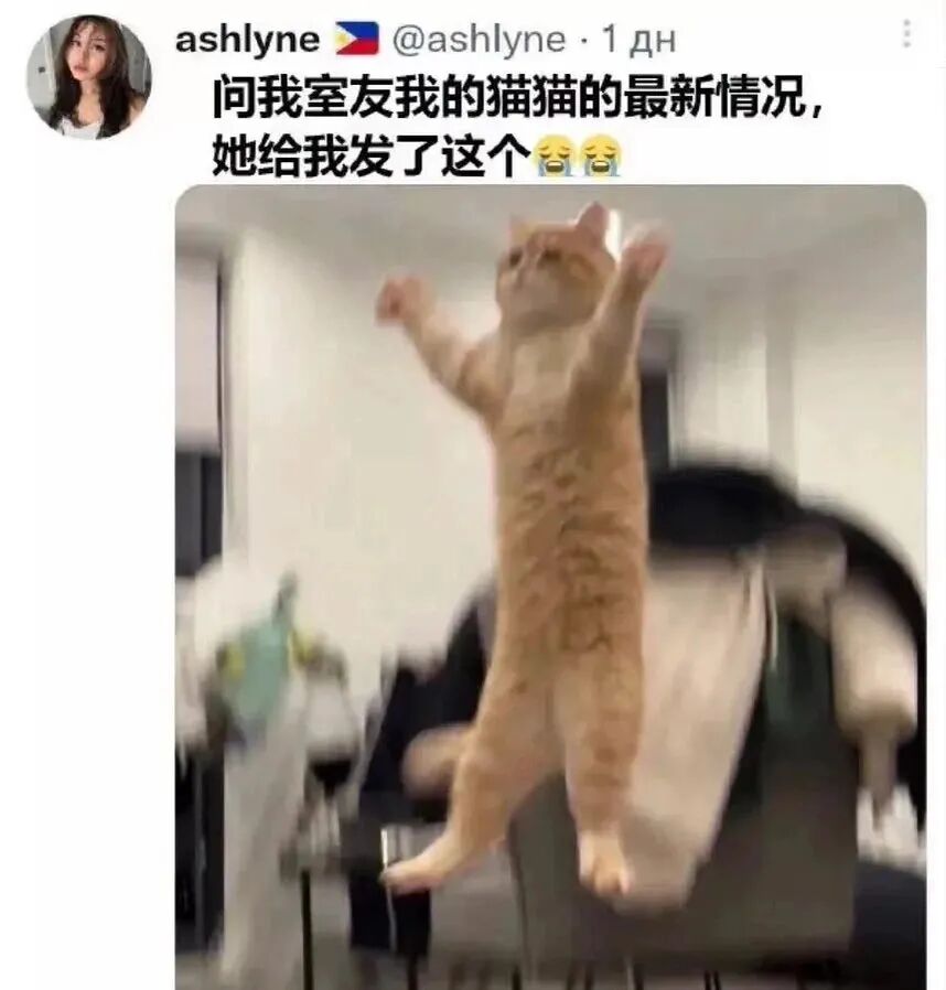 每日meme