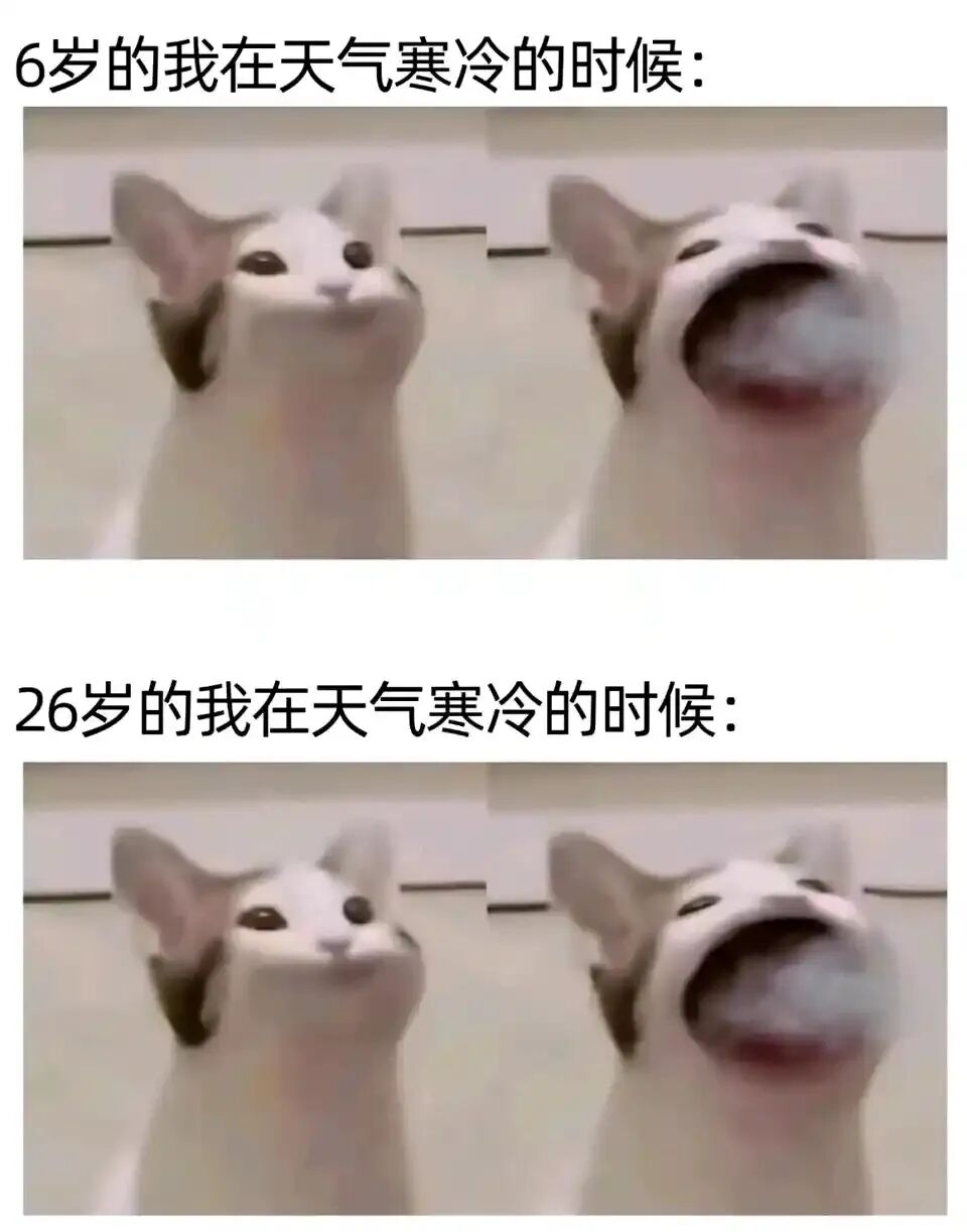 每日meme