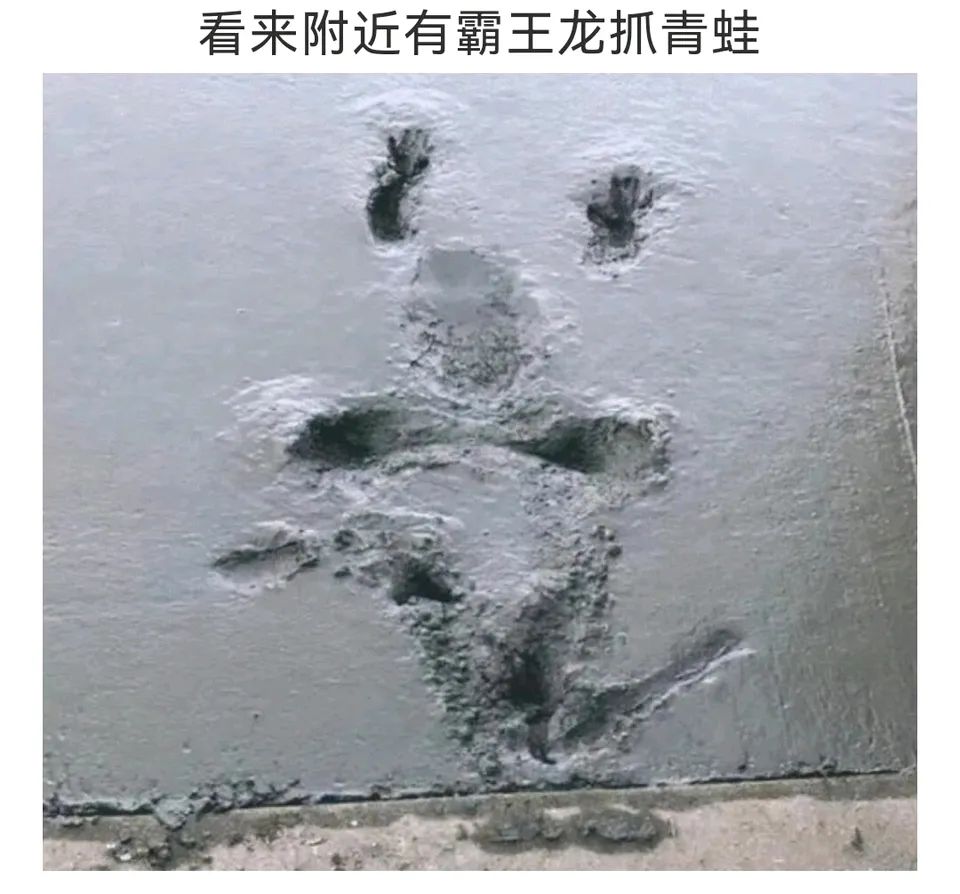 每日meme