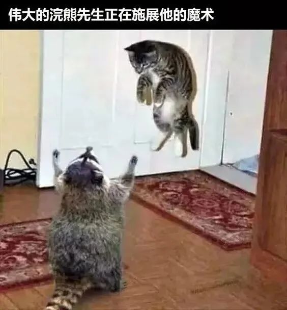每日meme