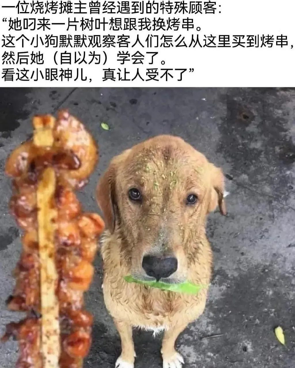 每日meme