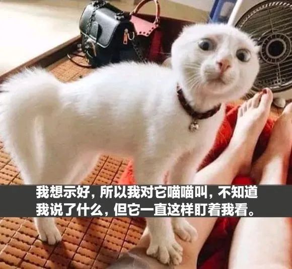 每日meme