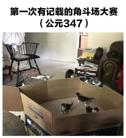 每日meme