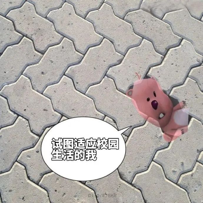 每日meme