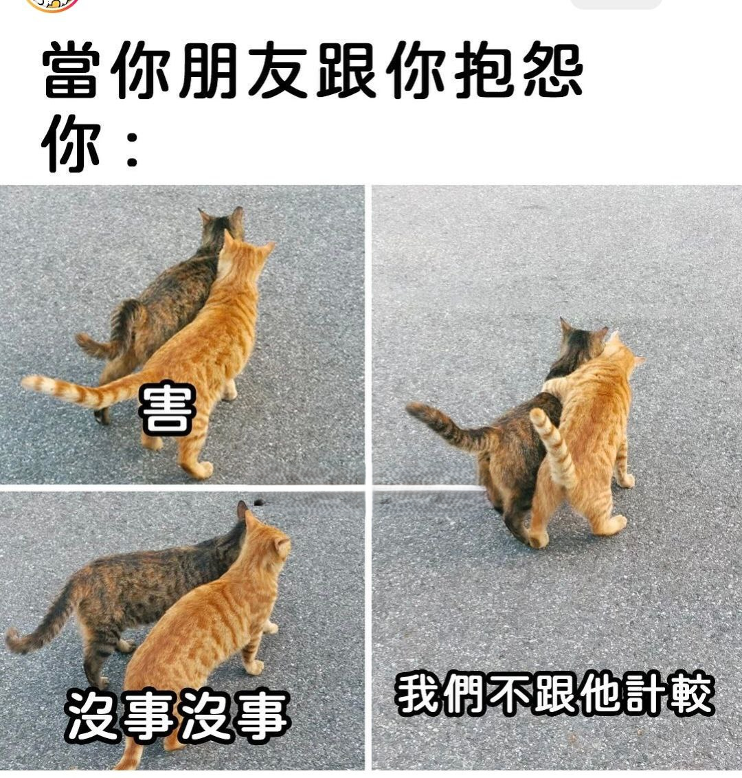 每日meme