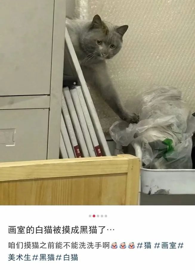 每日meme