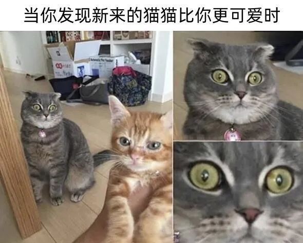 每日meme