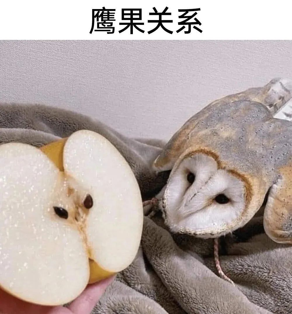 每日meme