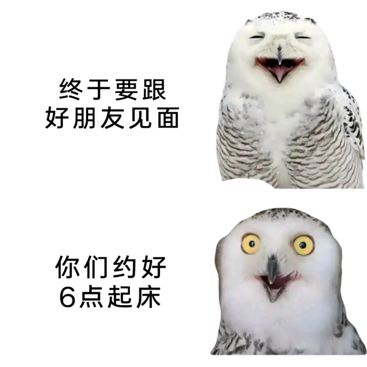 每日meme