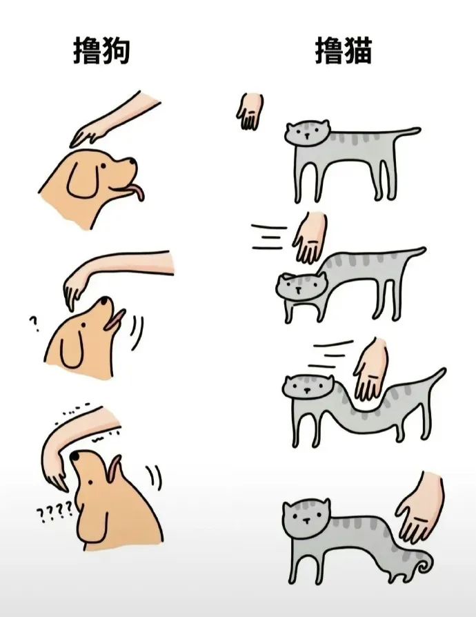每日meme