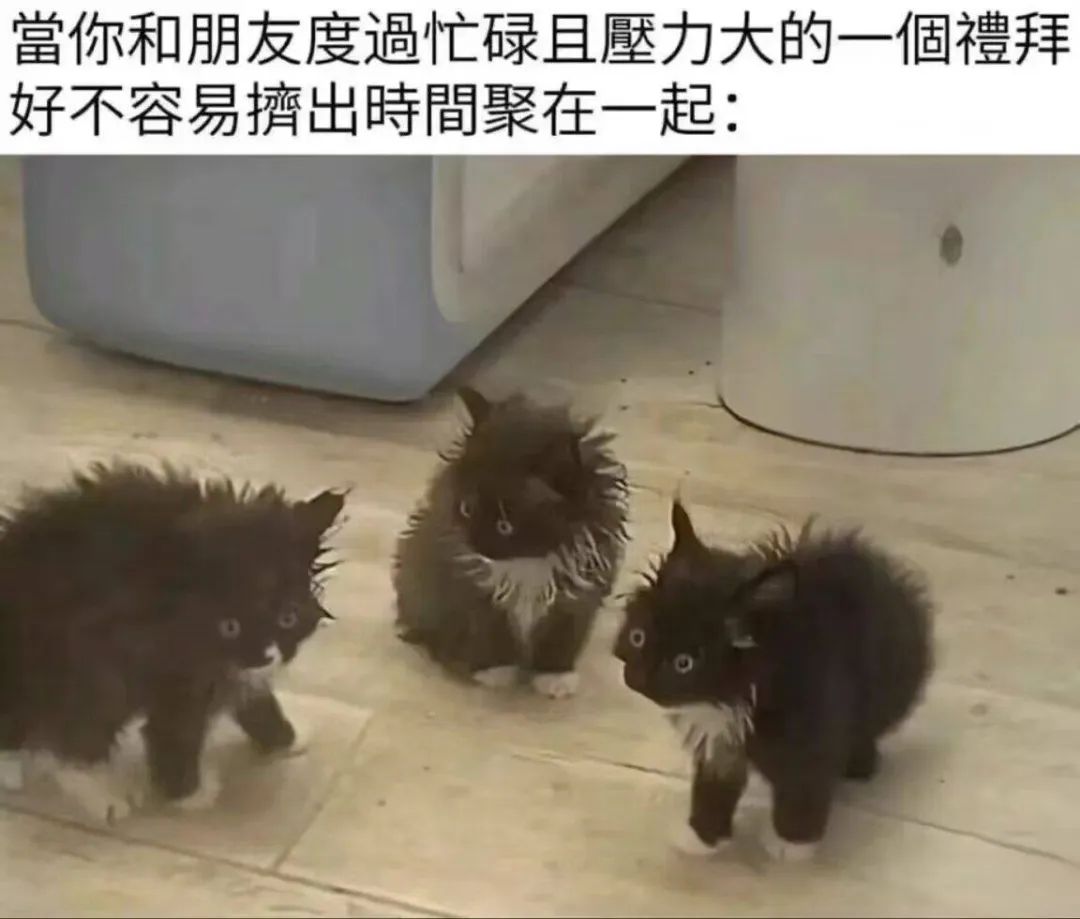 每日meme