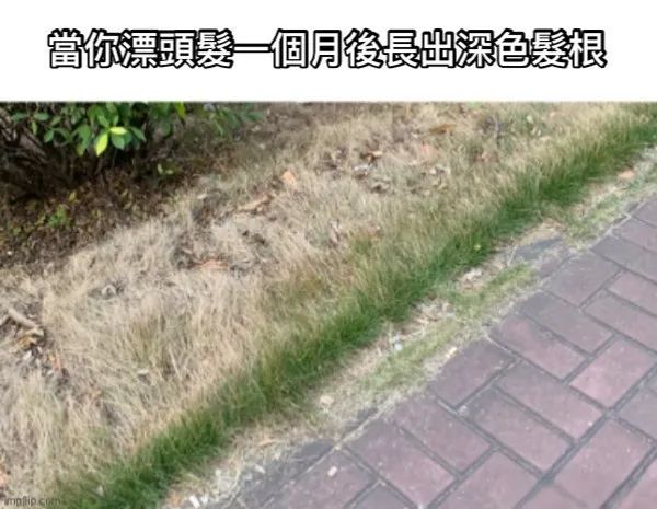 每日meme