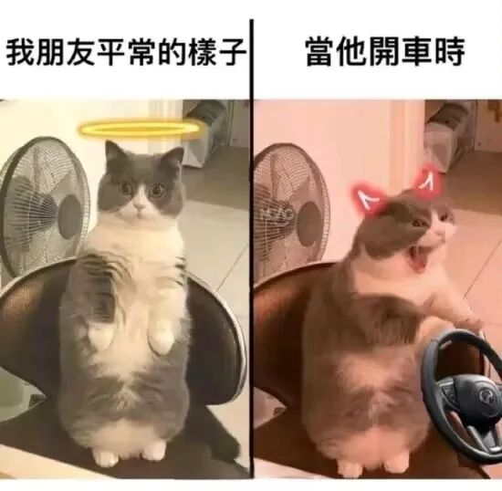 每日meme
