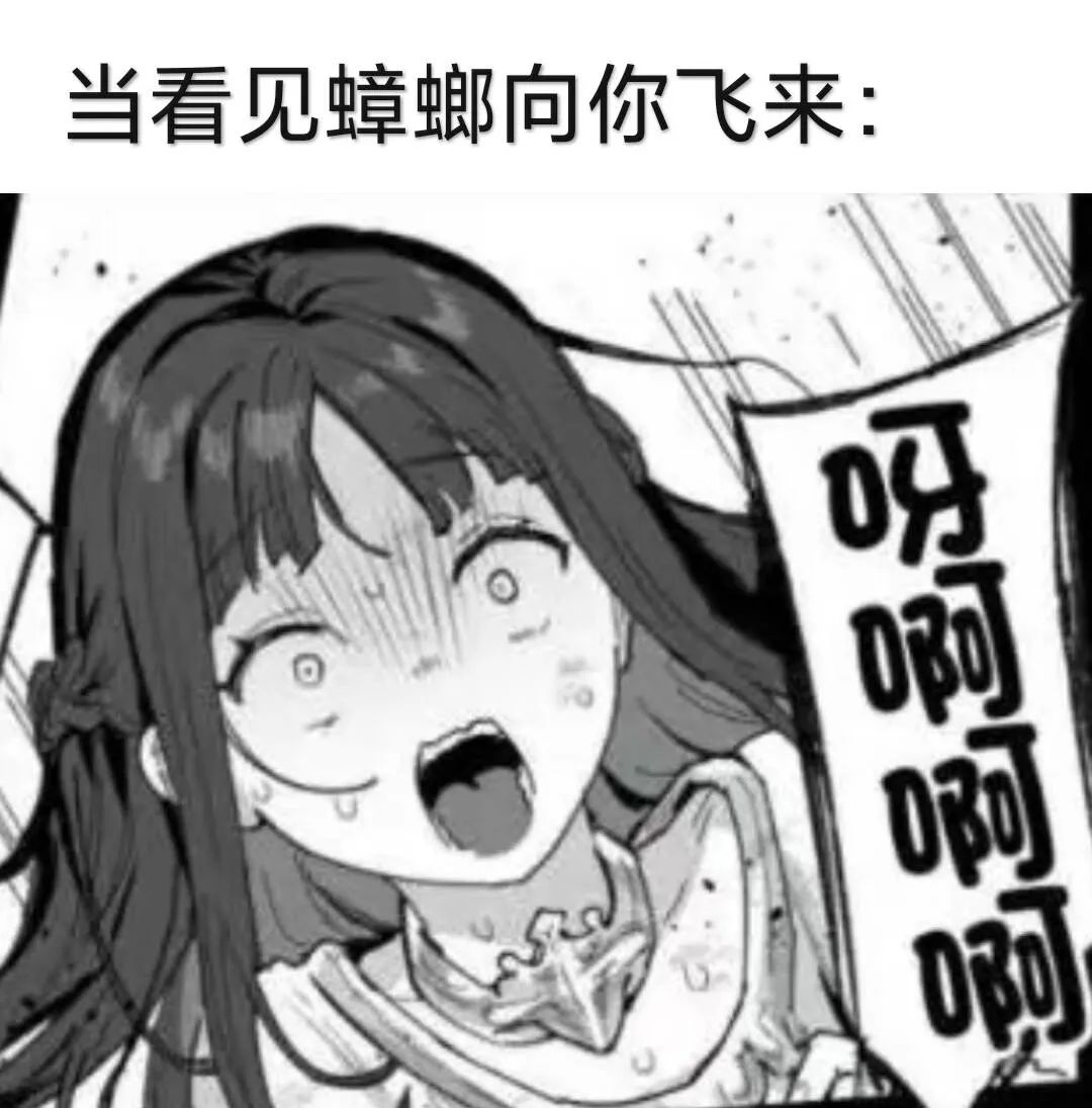 每日meme