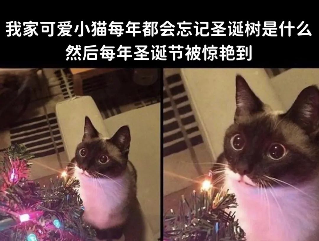 每日meme