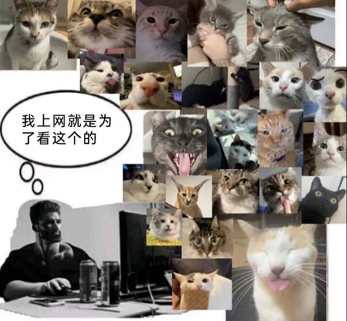每日meme