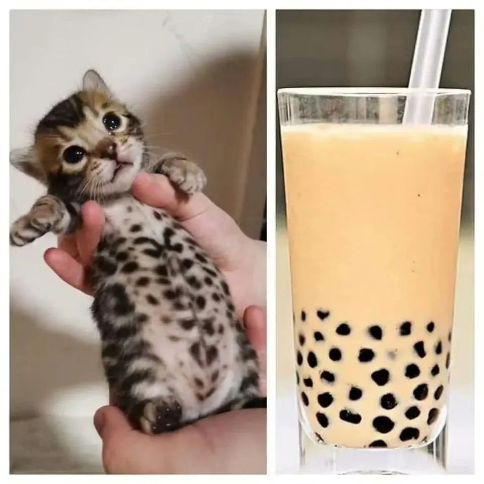 每日meme