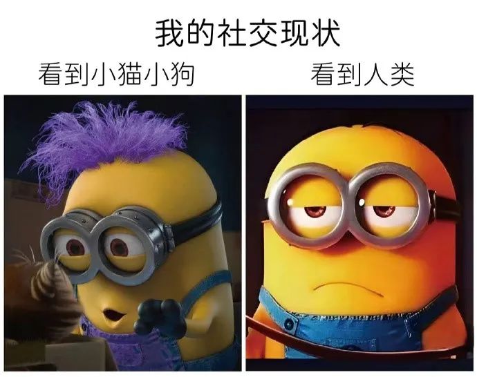 每日meme