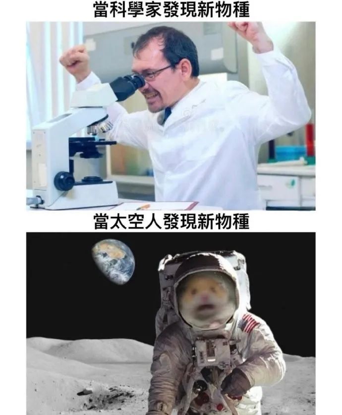 每日meme