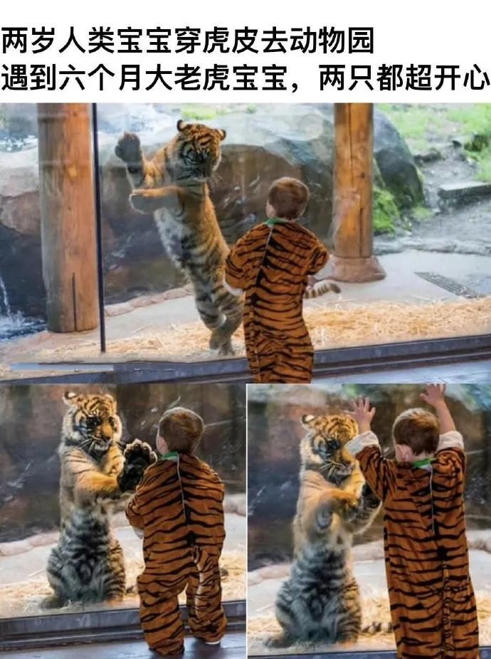 每日meme