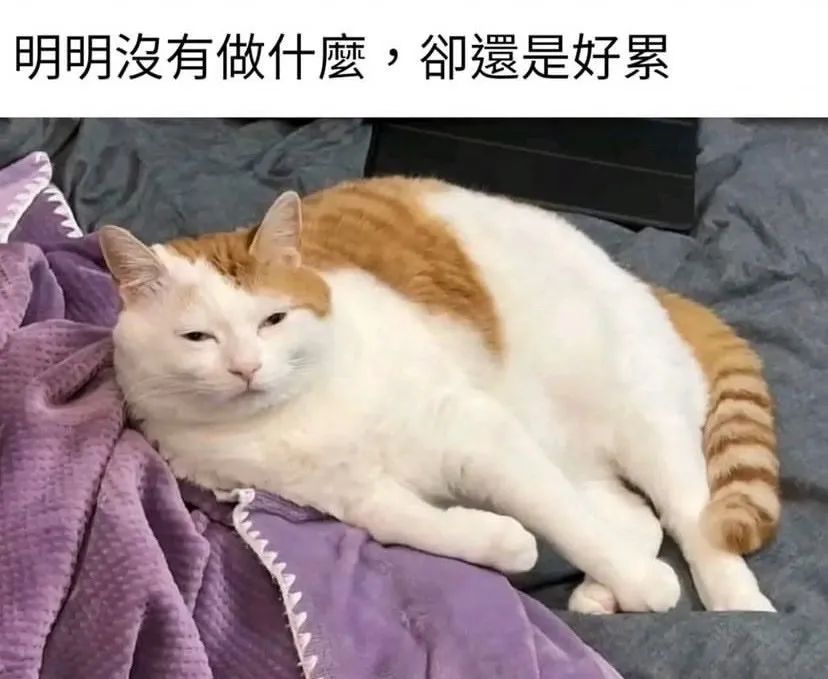 每日meme