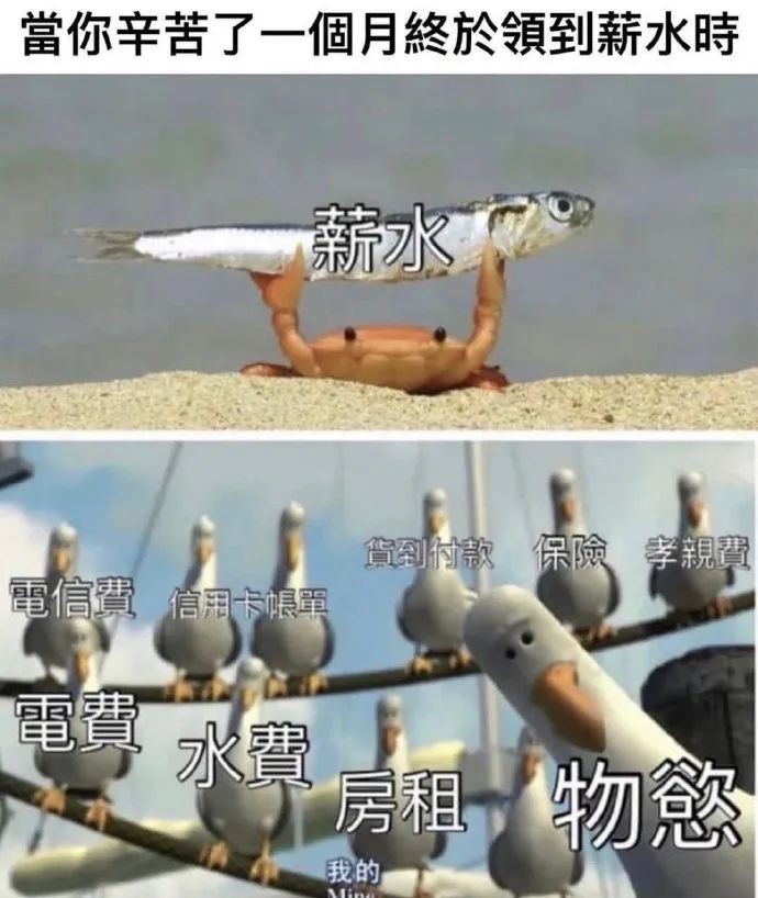 每日meme