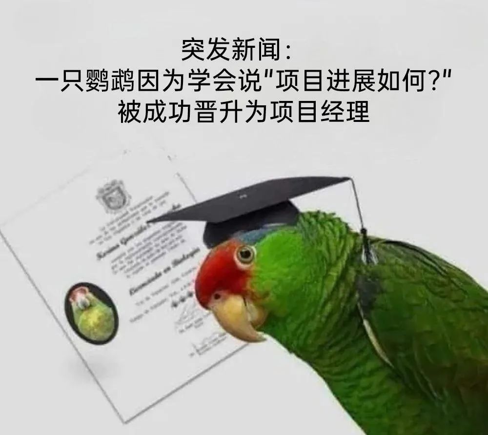 每日meme