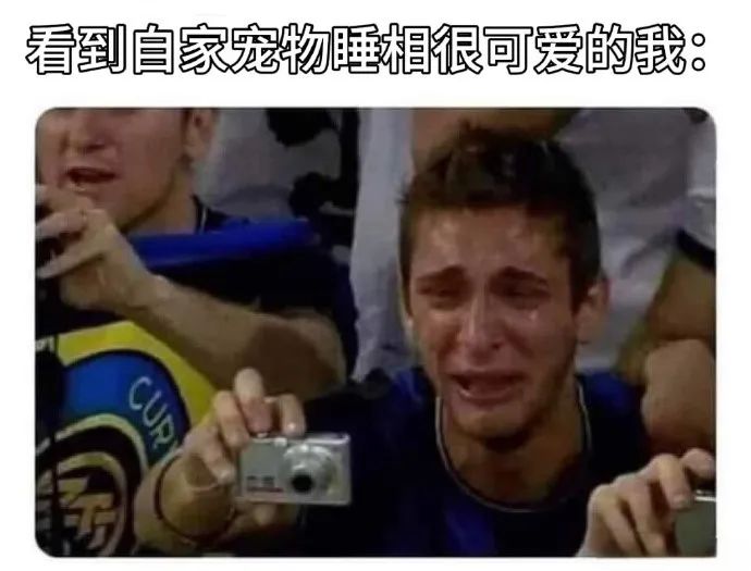 每日meme