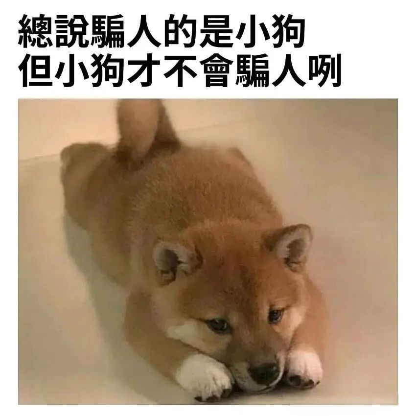 每日meme