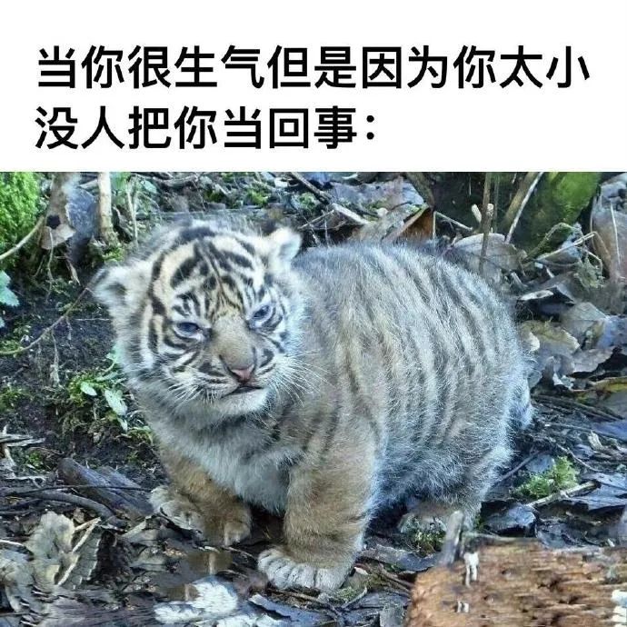 每日meme