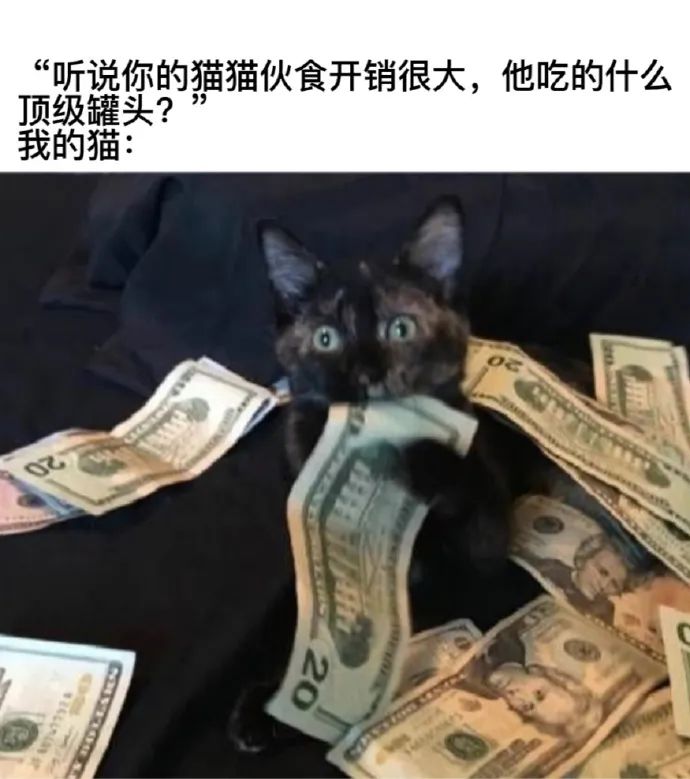 每日meme