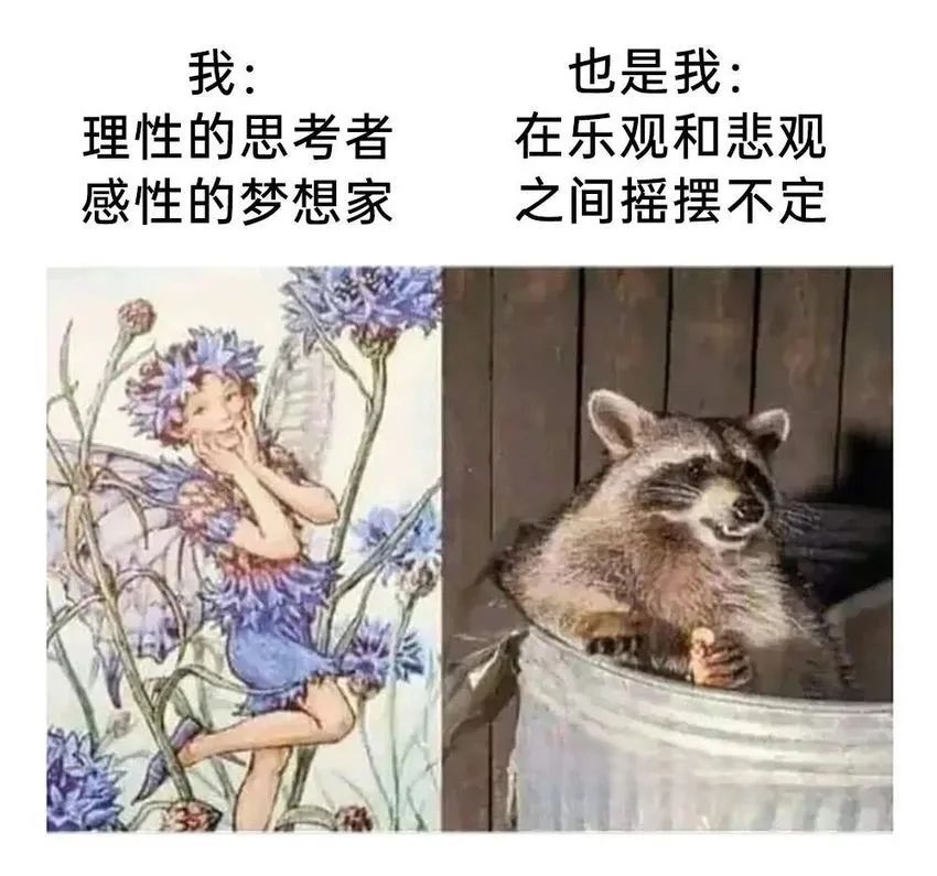 每日meme