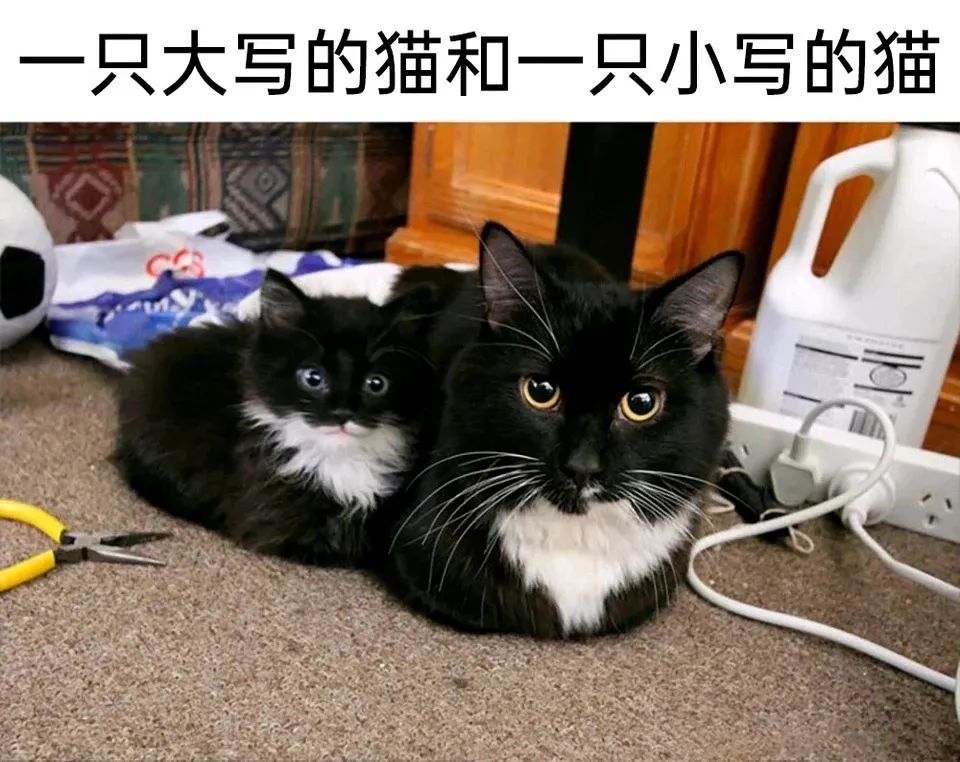 每日meme