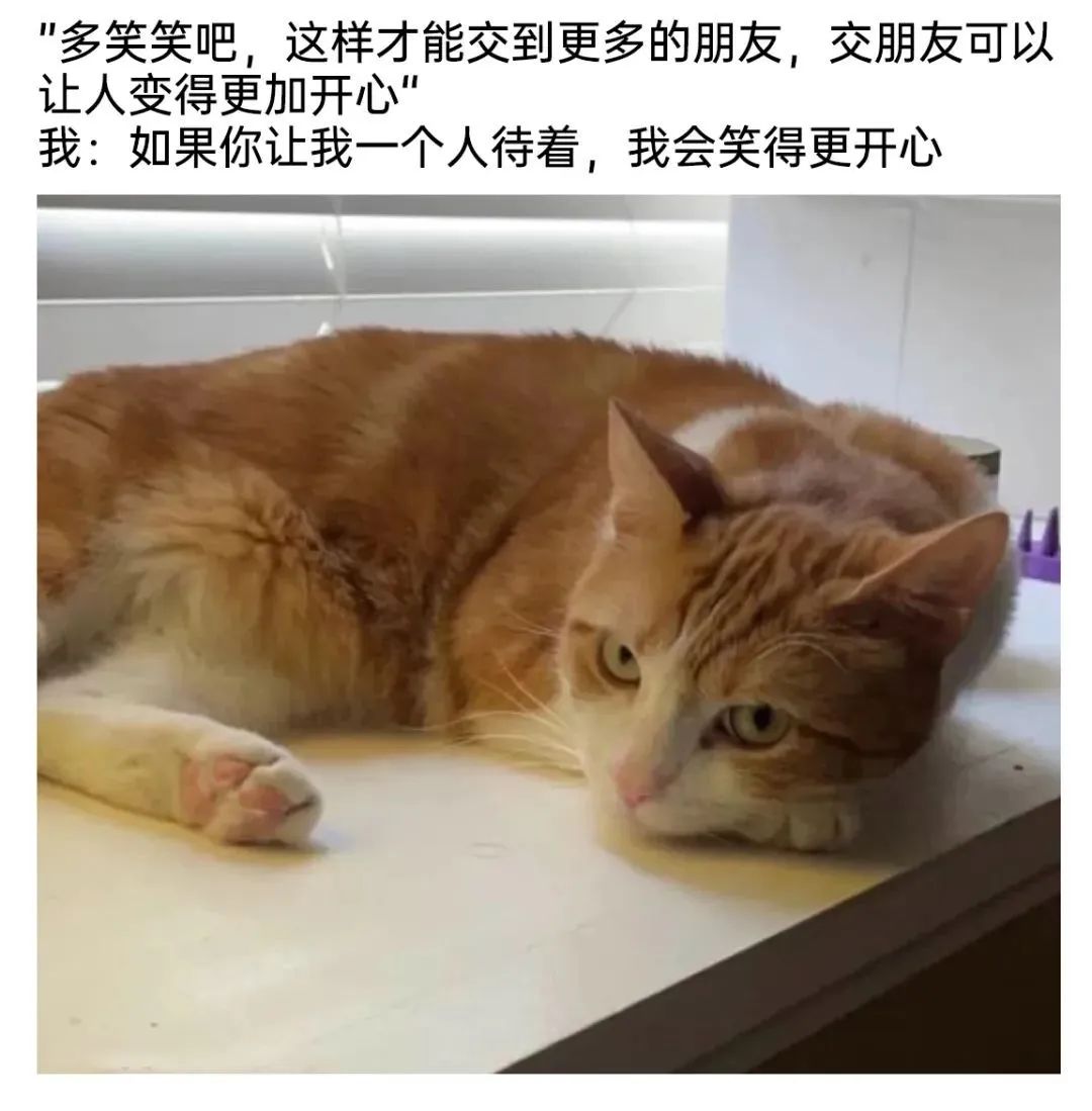 每日meme