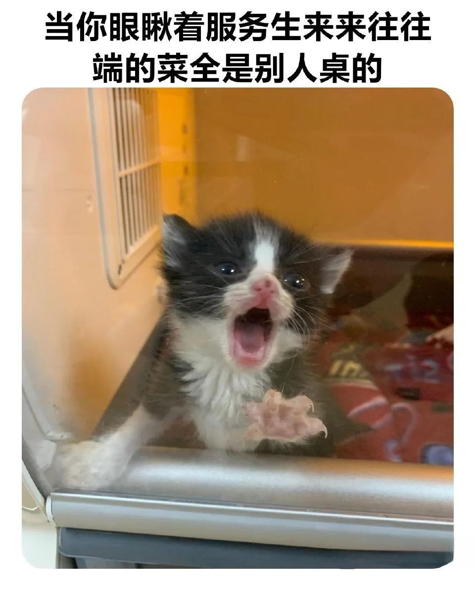 每日meme