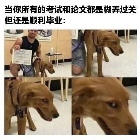 每日meme