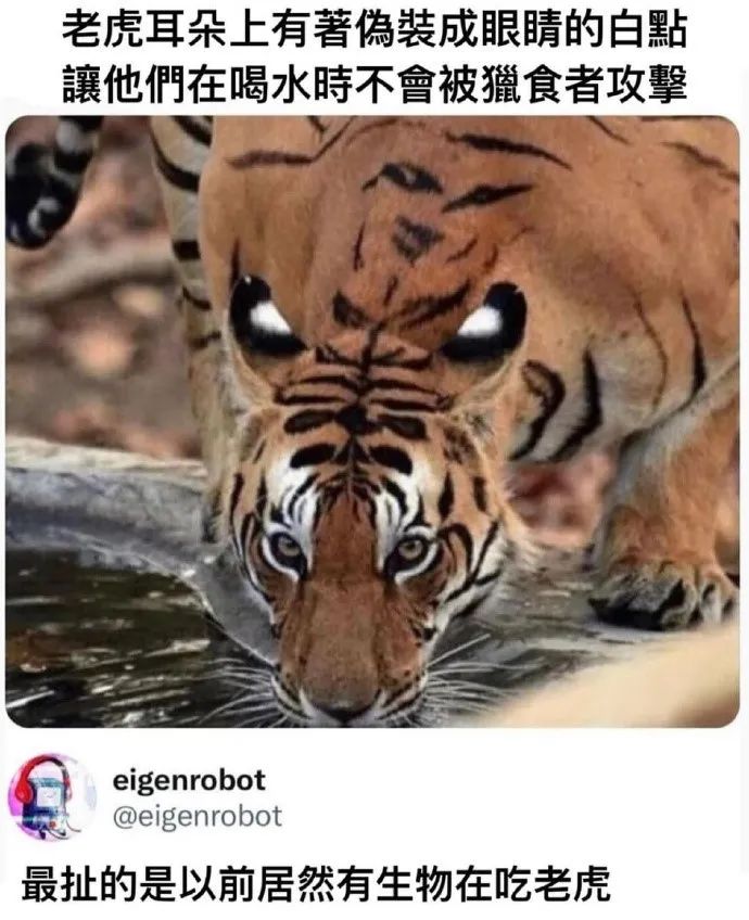 每日meme