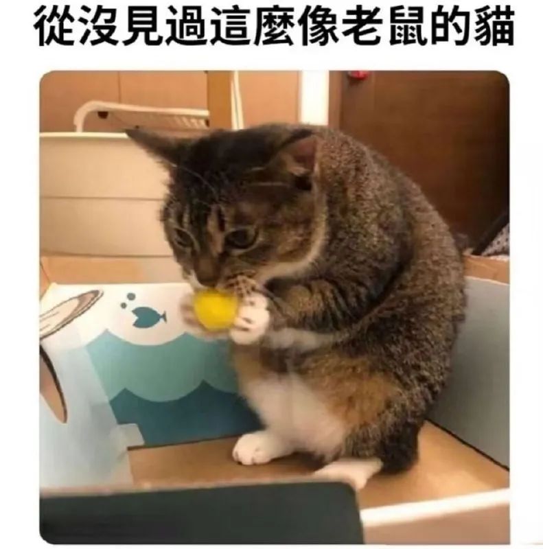 每日meme