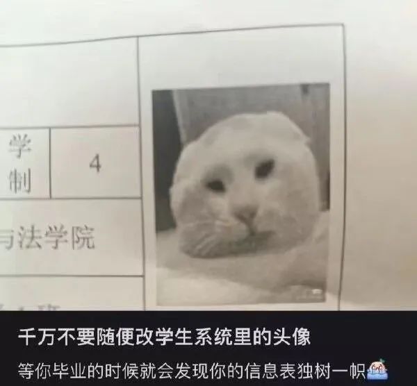 每日meme