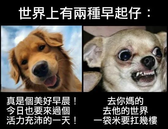 每日meme