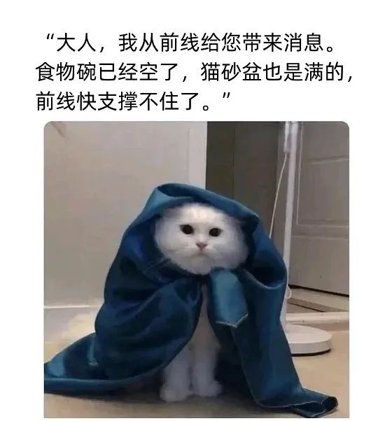 每日meme