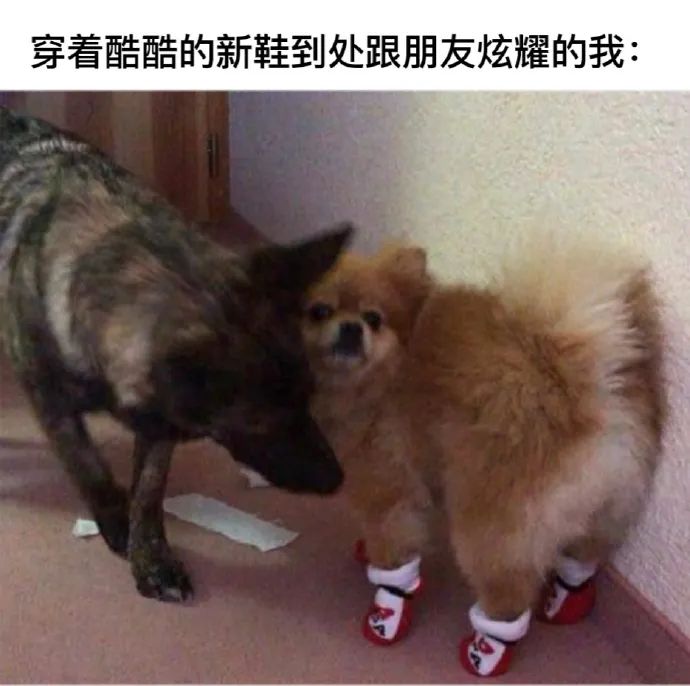 每日meme