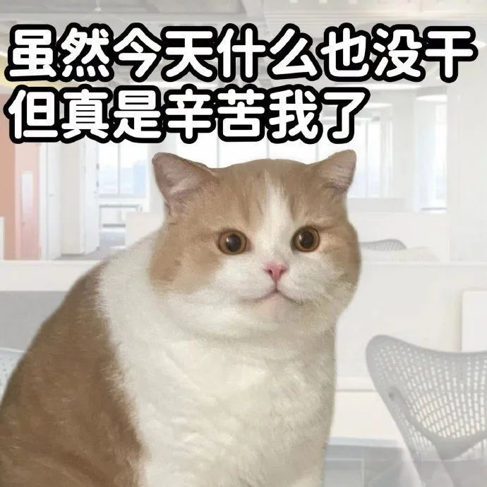 每日meme
