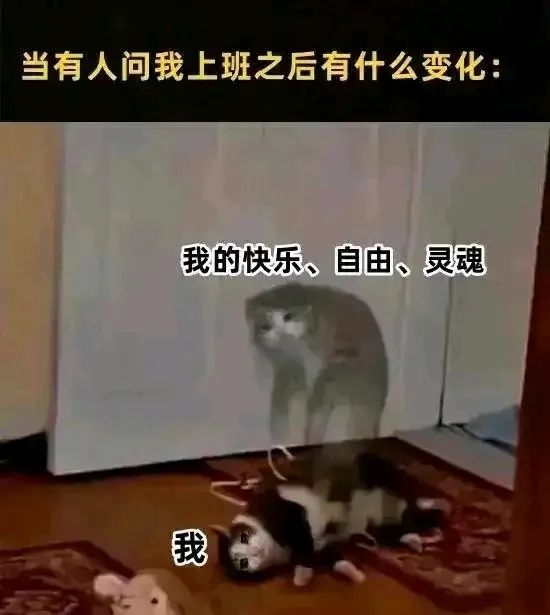 每日meme