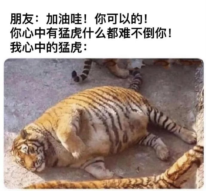 每日meme